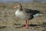 Grauwe gans