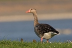 Grauwe gans