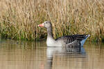 Grauwe gans