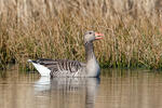 Grauwe gans