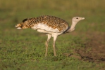 Great Bustard