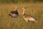 Great Bustard