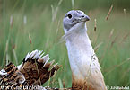 Great Bustard