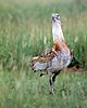 Great Bustard