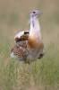 Great Bustard