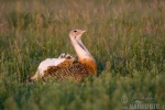 Great Bustard