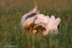 Great Bustard