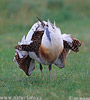 Great Bustard