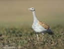 Great Bustard