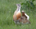 Great Bustard