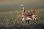 Great Bustard