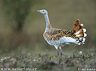 Great Bustard