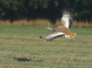 Great Bustard