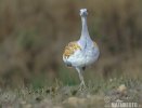 Great Bustard