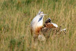 Great Bustard