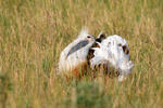 Great Bustard