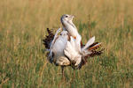 Great Bustard