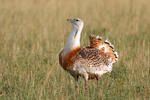 Great Bustard