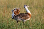 Great Bustard