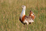 Great Bustard