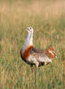 Great Bustard