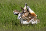 Great Bustard