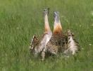 Great Bustard