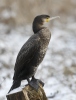 Great Cormorant