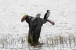 Great Cormorant