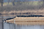 Great Cormorant