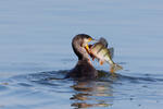 Great Cormorant