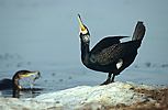 Great Cormorant