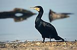 Great Cormorant