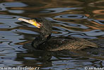Great Cormorant