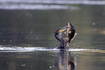 Great Cormorant