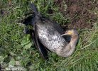 Great Cormorant