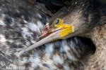 Great Cormorant