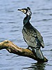 Great Cormorant