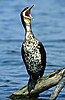 Great Cormorant