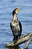 Great Cormorant