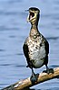 Great Cormorant