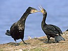 Great Cormorant