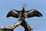 Great Cormorant