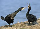 Great Cormorant