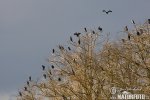 Great Cormorant