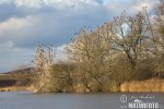 Great Cormorant