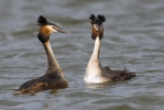 Great Crested Grebe