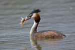 Great Crested Grebe