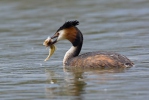 Great Crested Grebe