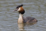 Great Crested Grebe